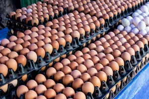 Naira Scarcity: We’ve Lost N30bn Eggs – Poultry Farmers